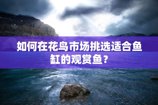 如何在花鸟市场挑选适合鱼缸的观赏鱼？
