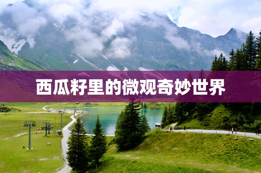 西瓜籽里的微观奇妙世界