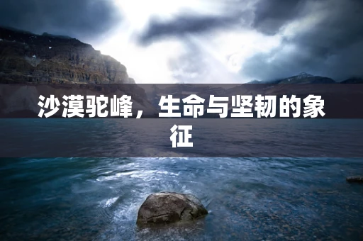 沙漠驼峰，生命与坚韧的象征